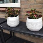 Twee kamer planten, Rond, Ophalen of Verzenden, Zo goed als nieuw, Aardewerk