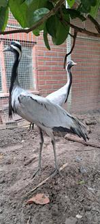 Koppel juffer kraanvogels, Dieren en Toebehoren, Vogels | Overige Vogels, Meerdere dieren, Geringd