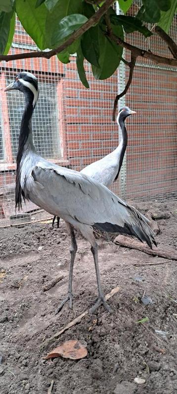 Koppel juffer kraanvogels beschikbaar voor biedingen