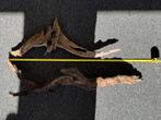 Kienhout diverse stukken tot 90cm, Ophalen, Gebruikt, Plant(en), Steen of Hout