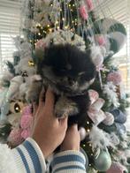 Pomeriaan teefje beschikbaar, Dieren en Toebehoren, Honden | Chihuahua's en Gezelschapshonden, 8 tot 15 weken, Teef, Eén hond
