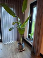 Strelitzia, Huis en Inrichting, Kamerplanten, Ophalen, Halfschaduw