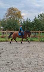 Lieve New Forest merrie, Dieren en Toebehoren, Pony's, Merrie, Gechipt, Dressuurpony, L