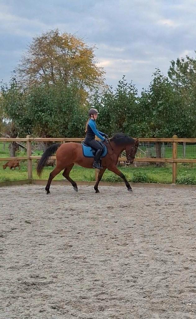 Lieve New Forest merrie, Dieren en Toebehoren, Pony's, Merrie, L, D pony (1.37m tot 1.48m), Dressuurpony, 7 tot 10 jaar, Met stamboom