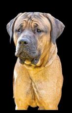 Tosa inu   dekreu, CDV (hondenziekte), Eén hond, 3 tot 5 jaar, Nederland