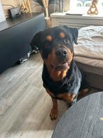 Rotweiler reu 5 jaar, Dieren en Toebehoren, Reu, Groot, Eén hond, 3 tot 5 jaar