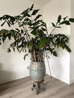 Kamerplant, Ophalen, Palm, Halfschaduw, In pot