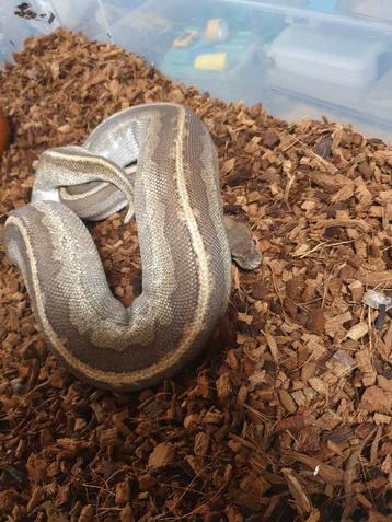Python regius  5 gene diertje beschikbaar voor biedingen