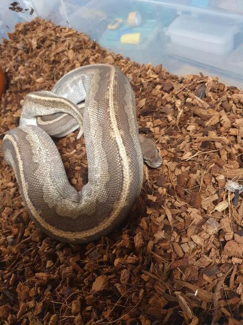 Python regius  5 gene diertje, Dieren en Toebehoren, Reptielen en Amfibieën, Slang