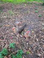 3 leggende leghorn kippen, Dieren en Toebehoren, Pluimvee, Vrouwelijk, Kip