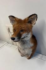 Opgezette vos taxidermy, Verzamelen, Ophalen of Verzenden, Nieuw, Wild dier, Opgezet dier