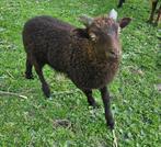 Stamboek Ouessant rammen generaties bruin, Dieren en Toebehoren, Mannelijk, Schaap, 0 tot 2 jaar