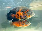 Oscar pauwoog cichlide, Dieren en Toebehoren, Vissen | Aquariumvissen, Zoetwatervis