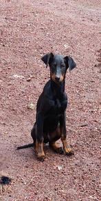 Dobermann, CDV (hondenziekte), 8 tot 15 weken, Meerdere, Nederland