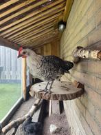 Oost friese meeuw haan, Mannelijk, Kip