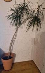 Groot kamerplant ongv. 2 meter hoog, Ophalen, Halfschaduw