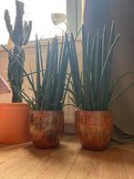 Sansevieria Cylindrica in Pot, Tuin en Terras, Planten | Tuinplanten, Vaste plant, Bloeit niet, Halfschaduw, Ophalen