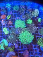 Mooi koraal te koop – direct beschikbaar, Zoutwatervis