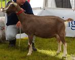 Drachtige stamboek Toggenburger geit, Dieren en Toebehoren, Schapen, Geiten en Varkens, Vrouwelijk, Geit, 3 tot 5 jaar