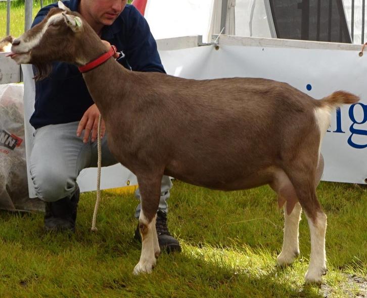 Drachtige stamboek Toggenburger geit, Dieren en Toebehoren, Schapen, Geiten en Varkens, Geit, Vrouwelijk, 3 tot 5 jaar