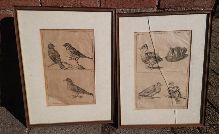Frederick de Wit (1629-1706) Twee gravures uit 1643, vogels, Antiek en Kunst, Kunst | Etsen en Gravures, Ophalen of Verzenden