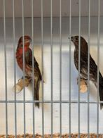 Meerdere koppels roodmussen, Meerdere dieren