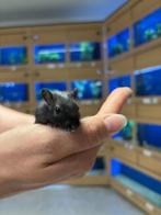 Te koop jonge lieve gerbil vrouwtjes, Juli, Vrouwelijk, Overige typen