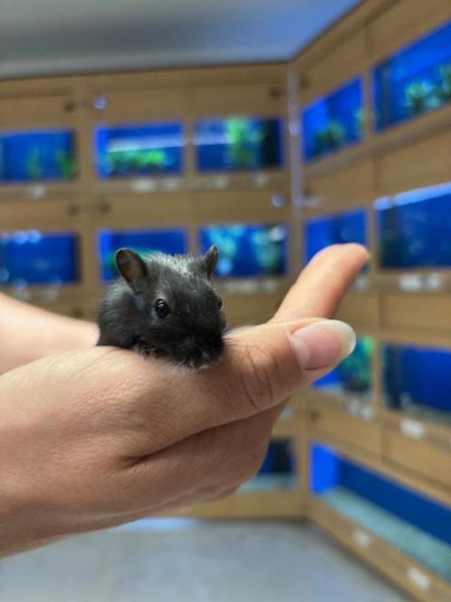 Te koop jonge lieve gerbil vrouwtjes, Dieren en Toebehoren, Knaagdieren, Vrouwelijk, Overige typen, Juli