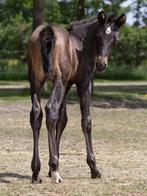 PRE merrie veulen met top afatamming, Dieren en Toebehoren, Paarden, Merrie, Gechipt, 0 tot 2 jaar, Onbeleerd