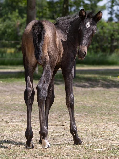 PRE merrie veulen met top afatamming, Dieren en Toebehoren, Paarden, Merrie, Onbeleerd, 165 tot 170 cm, 0 tot 2 jaar, Met stamboom
