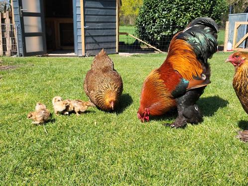 Broedeieren Brahmakriel meerzomig patrijs, Dieren en Toebehoren, Pluimvee, Kip, Geslacht onbekend
