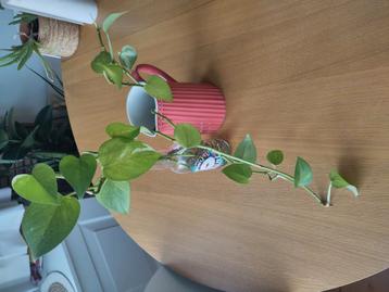 Pothos cuttings beschikbaar voor biedingen