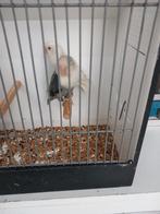 Koppel fischerie, Dieren en Toebehoren, Vogels | Kanaries, Meerdere dieren