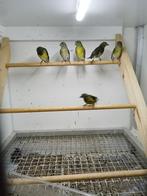 5 geelbuiksijs poppen, Dieren en Toebehoren, Vogels | Overige Vogels, Vrouwelijk, Tropenvogel, Geringd