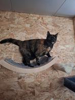Hele lieve bijna 5 jarige poes, Dieren en Toebehoren, Katten en Kittens | Overige Katten, Poes, Kortharig, 3 tot 5 jaar