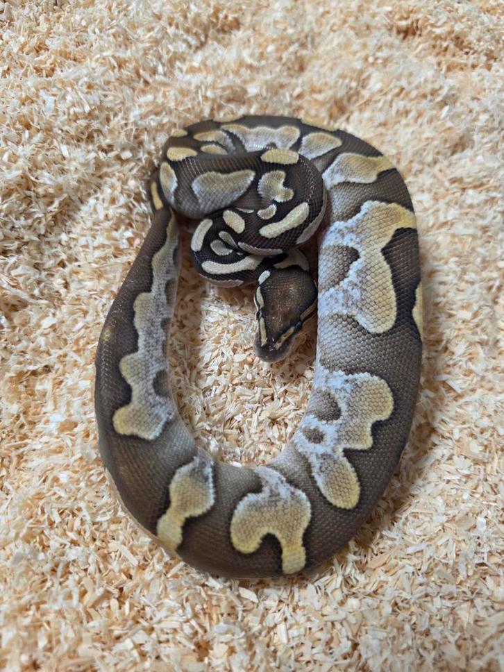 Desert Ghost Harlequin Calico Lesser vrouwtje 2025