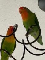 Prachtige Gezonde Agapornis Dwergpapegaai, Dieren en Toebehoren, Meerdere dieren, Dwergpapegaai of Agapornis