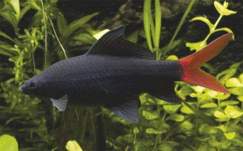 Vuurstaart labeo - leuke vis voor uw tropisch aquarium, Dieren en Toebehoren, Vissen | Aquariumvissen, Zoetwatervis, Vis