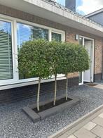 Boompjes op stam - Seringen, Tuin en Terras, Planten | Bomen, Overige soorten, 100 tot 250 cm, Zomer, Ophalen