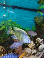 Nimbochromis Venustus Man, Dieren en Toebehoren, Vissen | Aquariumvissen, Vis, Zoetwatervis