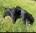 Labrador pups., Dieren en Toebehoren, Particulier, Meerdere, 8 tot 15 weken, Meerdere dieren