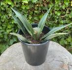 Mooie agave, Tuin en Terras, Planten | Tuinplanten, Ophalen of Verzenden, Bloeit niet, Overige soorten, Volle zon