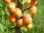 Abrikozenboom Prunus armeniaca 'Tros Oranje', Lente, Overige soorten, Volle zon, In pot