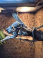 Varanus macraei 3x (blauwe boom varaan), Dieren en Toebehoren, Hagedis, Met terrarium, 0 tot 2 jaar