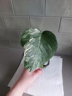Monstera Variegata, Groene kamerplant, Ophalen, Halfschaduw, Minder dan 100 cm