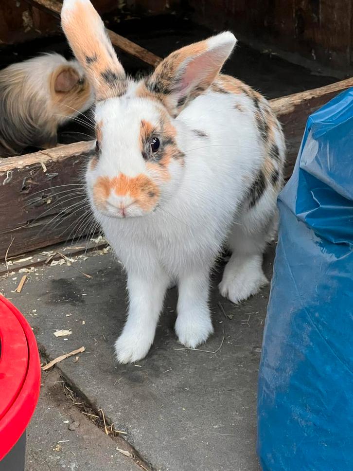 Konijnen van 0-2 jaar worden middelgroot, Dieren en Toebehoren, Konijnen, Meerdere dieren