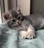 Prachtig blue golden shaded kitten poesje❤️britse korthaar, Dieren en Toebehoren, Katten en Kittens | Raskatten | Korthaar, Poes