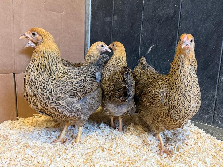 Jonge Tamme Wyandotte kriel patrijs gesekst en ingeënt, Dieren en Toebehoren, Pluimvee, Kip, Vrouwelijk