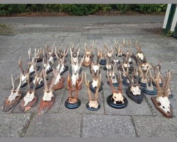 De allermooiste forse ree bokken ! 6-Enders gewei geweien

 beschikbaar voor biedingen