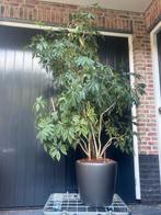 Mooie verrijdbare pot antracite met aquasystem, Ophalen of Verzenden, Overige soorten, Minder dan 100 cm